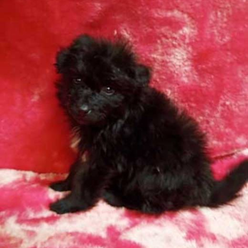 Onyx 5